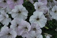 Boom® Petunia Vein White n' Stripes -- Brand New from COHEN Propagation @ Pacific Plug & Liner, Spring Trials 2016: the Boom® Petunia 'Vein White n' Stripes' featuring bright white flowers with light-pink undertones to light-pink flowers, covering rich green leaves.