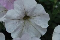 Boom® Petunia Vein White n' Stripes -- Brand New from COHEN Propagation @ Pacific Plug & Liner, Spring Trials 2016: the Boom® Petunia 'Vein White n' Stripes' featuring bright white flowers with light-pink undertones to light-pink flowers, covering rich green leaves.