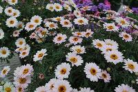 Honeybees® Argyranthemum 1607 Double White Pink -- From COHEN Propagation @ Pacific Plug & Liner, Spring Trials 2016: the Honeybees® Argyranthemum '1607 Double White Pink' featuring bright white-pink flowers with deep yellow centers on long, sturdy stems, covering rich green leaves.