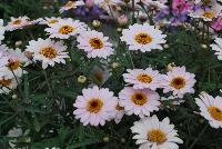 Honeybees® Argyranthemum 1607 Double White Pink -- From COHEN Propagation @ Pacific Plug & Liner, Spring Trials 2016: the Honeybees® Argyranthemum '1607 Double White Pink' featuring bright white-pink flowers with deep yellow centers on long, sturdy stems, covering rich green leaves.