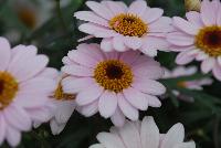 Honeybees® Argyranthemum 1607 Double White Pink -- From COHEN Propagation @ Pacific Plug & Liner, Spring Trials 2016: the Honeybees® Argyranthemum '1607 Double White Pink' featuring bright white-pink flowers with deep yellow centers on long, sturdy stems, covering rich green leaves.