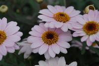 Honeybees® Argyranthemum 1607 Double White Pink -- From COHEN Propagation @ Pacific Plug & Liner, Spring Trials 2016: the Honeybees® Argyranthemum '1607 Double White Pink' featuring bright white-pink flowers with deep yellow centers on long, sturdy stems, covering rich green leaves.