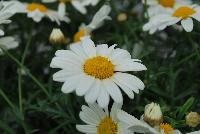 Honeybees® Argyranthemum 1624 Yellow Cream -- From COHEN Propagation @ Pacific Plug & Liner, Spring Trials 2016: the Honeybees® Argyranthemum '1624 Yellow Cream' featuring daisy-like, bright white flowers with deep yellow centers on long, sturdy stems, covering rich green leaves.