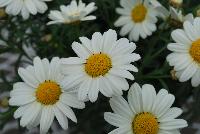 Honeybees® Argyranthemum 1624 Yellow Cream -- From COHEN Propagation @ Pacific Plug & Liner, Spring Trials 2016: the Honeybees® Argyranthemum '1624 Yellow Cream' featuring daisy-like, bright white flowers with deep yellow centers on long, sturdy stems, covering rich green leaves.