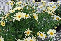 Honeybees® Argyranthemum 1623 Double Yellow -- From COHEN Propagation @ Pacific Plug & Liner, Spring Trials 2016: the Honeybees® Argyranthemum '1623 Double Yellow' featuring prolific, daisy-like, light yellow, double flowers with deep yellow centers on sturdy stems, covering rich green leaves.