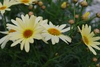 Honeybees® Argyranthemum 1623 Double Yellow -- From COHEN Propagation @ Pacific Plug & Liner, Spring Trials 2016: the Honeybees® Argyranthemum '1623 Double Yellow' featuring prolific, daisy-like, light yellow, double flowers with deep yellow centers on sturdy stems, covering rich green leaves.