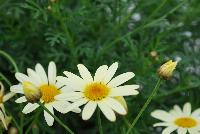 Honeybees® Argyranthemum 1623 Double Yellow -- From COHEN Propagation @ Pacific Plug & Liner, Spring Trials 2016: the Honeybees® Argyranthemum '1623 Double Yellow' featuring prolific, daisy-like, light yellow, double flowers with deep yellow centers on sturdy stems, covering rich green leaves.