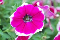 Sweet Pleasure® Petunia 1107 Neon Vanilla Bean -- New from COHEN Propagation @ Pacific Plug & Liner, Spring Trials 2016: the Sweet Pleasure® Petunia '1107 Neon Vanilla Bean' featuring prolific, bright pink-red flowers with a full white edge, covering rich green leaves.