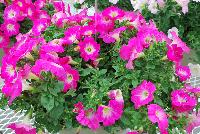 Chameltunia® Petunia 1109 Neon Sugar Beet -- New from COHEN Propagation @ Pacific Plug & Liner, Spring Trials 2016: the Chameltunia® Petunia '1119 Neon Sugar Beet' featuring prolific, bright neon-pink flowers with a white center, covering rich green leaves.