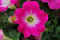 Chameltunia® Petunia 1109 Neon Sugar Beet -- New from COHEN Propagation @ Pacific Plug & Liner, Spring Trials 2016: the Chameltunia® Petunia '1119 Neon Sugar Beet' featuring prolific, bright neon-pink flowers with a white center, covering rich green leaves.