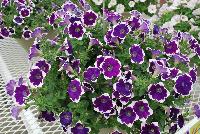 Sweet Pleasure® Petunia 1162 Blue White Star -- New from COHEN Propagation @ Pacific Plug & Liner, Spring Trials 2016: the Sweet Pleasure® Petunia '1162 Blue White Star' featuring royal purple flowers with a full white edge, covering rich green leaves.