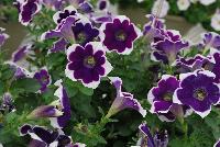 Sweet Pleasure® Petunia 1162 Blue White Star -- New from COHEN Propagation @ Pacific Plug & Liner, Spring Trials 2016: the Sweet Pleasure® Petunia '1162 Blue White Star' featuring royal purple flowers with a full white edge, covering rich green leaves.