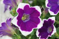 Sweet Pleasure® Petunia 1162 Blue White Star -- New from COHEN Propagation @ Pacific Plug & Liner, Spring Trials 2016: the Sweet Pleasure® Petunia '1162 Blue White Star' featuring royal purple flowers with a full white edge, covering rich green leaves.