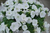 Sweet Pleasure® Petunia 1106 Pure White -- New from COHEN Propagation @ Pacific Plug & Liner, Spring Trials 2016: the Sweet Pleasure® Petunia '1106 Pure White' featuring true, pure white flowers, covering rich green leaves.