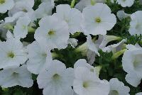 Sweet Pleasure® Petunia 1106 Pure White -- New from COHEN Propagation @ Pacific Plug & Liner, Spring Trials 2016: the Sweet Pleasure® Petunia '1106 Pure White' featuring true, pure white flowers, covering rich green leaves.