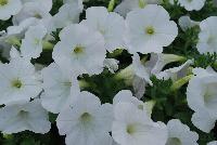 Sweet Pleasure® Petunia 1106 Pure White -- New from COHEN Propagation @ Pacific Plug & Liner, Spring Trials 2016: the Sweet Pleasure® Petunia '1106 Pure White' featuring true, pure white flowers, covering rich green leaves.