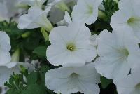 Sweet Pleasure® Petunia 1106 Pure White -- New from COHEN Propagation @ Pacific Plug & Liner, Spring Trials 2016: the Sweet Pleasure® Petunia '1106 Pure White' featuring true, pure white flowers, covering rich green leaves.