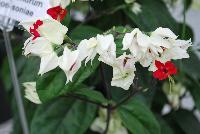  Clerondendrum thomsoniae  -- From Jaldety Plant Propagation Nurseries @ Pacific Plug & Liner, Spring Trials 2016: Clerondendrum thomsoniae, a tropical looking plant with bold green leaves accentuated by white flowers with a prominent, rich-red center and “whiskers”.