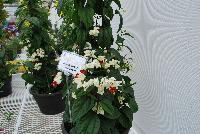  Clerondendrum thomsoniae  -- From Jaldety Plant Propagation Nurseries @ Pacific Plug & Liner, Spring Trials 2016: Clerondendrum thomsoniae, a tropical looking plant with bold green leaves accentuated by white flowers with a prominent, rich-red center and “whiskers”.