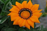  Gazania Adonis -- From Jaldety Plant Propagation Nurseries @ Pacific Plug & Liner, Spring Trials 2016: Gazania 'Adonis' featuring bold and dramatic orange flowers with a “jagged” edge and a dark brown center with white spots.