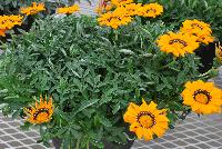  Gazania Adonis -- From Jaldety Plant Propagation Nurseries @ Pacific Plug & Liner, Spring Trials 2016: Gazania 'Adonis' featuring bold and dramatic orange flowers with a “jagged” edge and a dark brown center with white spots.