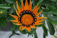  Gazania Adonis -- From Jaldety Plant Propagation Nurseries @ Pacific Plug & Liner, Spring Trials 2016: Gazania 'Adonis' featuring bold and dramatic orange flowers with a “jagged” edge and a dark brown center with white spots.