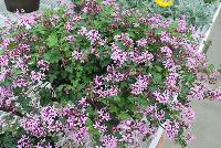  Pelargonium Pinki Pinks -- From Jaldety Plant Propagation Nurseries @ Pacific Plug & Liner, Spring Trials 2016: Pelargonium 'Pinki Pinks' featuring delicate light-pink purple flowers on dark stems dangling over jagged-edged green foliage.