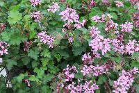  Pelargonium Pinki Pinks -- From Jaldety Plant Propagation Nurseries @ Pacific Plug & Liner, Spring Trials 2016: Pelargonium 'Pinki Pinks' featuring delicate light-pink purple flowers on dark stems dangling over jagged-edged green foliage.