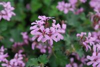  Pelargonium Pinki Pinks -- From Jaldety Plant Propagation Nurseries @ Pacific Plug & Liner, Spring Trials 2016: Pelargonium 'Pinki Pinks' featuring delicate light-pink purple flowers on dark stems dangling over jagged-edged green foliage.