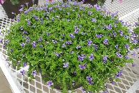  Lindernia grandiflora Grandiflora Blue -- From Jaldety Plant Propagation Nurseries @ Pacific Plug & Liner, Spring Trials 2016: Lindernia 'Grandiflora Blue' featuring small, delicate blue-purple flowers that sit atop a canopy of green foliage, as if they were flying like a hummingbird.