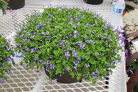  Lindernia grandiflora Grandiflora Blue -- From Jaldety Plant Propagation Nurseries @ Pacific Plug & Liner, Spring Trials 2016: Lindernia 'Grandiflora Blue' featuring small, delicate blue-purple flowers that sit atop a canopy of green foliage, as if they were flying like a hummingbird.