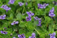  Lindernia grandiflora Grandiflora Blue -- From Jaldety Plant Propagation Nurseries @ Pacific Plug & Liner, Spring Trials 2016: Lindernia 'Grandiflora Blue' featuring small, delicate blue-purple flowers that sit atop a canopy of green foliage, as if they were flying like a hummingbird.