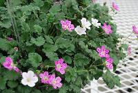  Erodium Bishop's Form -- From Jaldety Plant Propagation Nurseries @ Pacific Plug & Liner, Spring Trials 2016: Erodium 'Bishop's Form' featuring a spreading form with dainty white-pink and deep pink five-petalled flowers on short stems with dark-green fringed foliage.