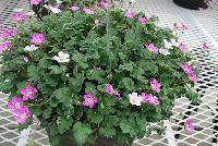  Erodium Bishop's Form -- From Jaldety Plant Propagation Nurseries @ Pacific Plug & Liner, Spring Trials 2016: Erodium 'Bishop's Form' featuring a spreading form with dainty white-pink and deep pink five-petalled flowers on short stems with dark-green fringed foliage.