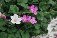  Erodium Bishop's Form -- From Jaldety Plant Propagation Nurseries @ Pacific Plug & Liner, Spring Trials 2016: Erodium 'Bishop's Form' featuring a spreading form with dainty white-pink and deep pink five-petalled flowers on short stems with dark-green fringed foliage.