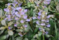  Ajuga reptans Chocolate Chip -- From Jaldety Plant Propagation Nurseries @ Pacific Plug & Liner, Spring Trials 2016: Ajuga reptans 'Chocolate Chip' featuring a spreading form with abundant green-brown foliage topped with spikes of dainty light purple flowers producing a beautiful ball of interest.