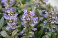  Ajuga reptans Chocolate Chip -- From Jaldety Plant Propagation Nurseries @ Pacific Plug & Liner, Spring Trials 2016: Ajuga reptans 'Chocolate Chip' featuring a spreading form with abundant green-brown foliage topped with spikes of dainty light purple flowers producing a beautiful ball of interest.