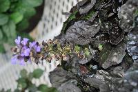  Ajuga reptans Black Scallop -- From Jaldety Plant Propagation Nurseries @ Pacific Plug & Liner, Spring Trials 2016: Ajuga reptans 'Black Scallop' featuring a spreading, lettuce-like form with curled dark green to black foliage with spikes of dainty light purple flowers producing a beautiful ball of interest.