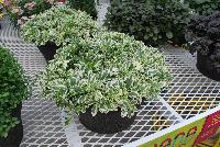  Arabis ferdinandi Variegata -- From Jaldety Plant Propagation Nurseries @ Pacific Plug & Liner, Spring Trials 2016: Arabis ferdinandi 'Variegata' featuring a dense, mounding habit of bright green and white variegated interest.