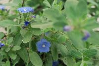  Evolvulus glomeratus Blue Eyes -- From Jaldety Plant Propagation Nurseries @ Pacific Plug & Liner, Spring Trials 2016: Evolvulus glomeratus 'Blue Eyes' featuring a trailing habit with small sky blue to light purple flowers with white centers on top of medium stems and silver-tinted green foliage.