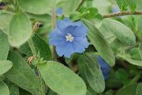  Evolvulus glomeratus Blue Eyes -- From Jaldety Plant Propagation Nurseries @ Pacific Plug & Liner, Spring Trials 2016: Evolvulus glomeratus 'Blue Eyes' featuring a trailing habit with small sky blue to light purple flowers with white centers on top of medium stems and silver-tinted green foliage.