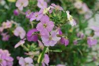  Erysimum Caribbean Island -- From Jaldety Plant Propagation Nurseries @ Pacific Plug & Liner, Spring Trials 2016: Erysimum 'Caribbean Island' featuring prolific, dainty pink to cream yellow flowers popping everywhere on short stems of dark green foliage.