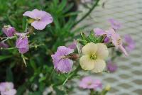  Erysimum Caribbean Island -- From Jaldety Plant Propagation Nurseries @ Pacific Plug & Liner, Spring Trials 2016: Erysimum 'Caribbean Island' featuring prolific, dainty pink to cream yellow flowers popping everywhere on short stems of dark green foliage.