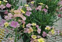 Erysimum Artist Gogh's Gold -- From Jaldety Plant Propagation Nurseries @ Pacific Plug & Liner, Spring Trials 2016: Erysimum 'Artist Gogh's Gold' featuring a palette of prolific, dainty pink to purple, to golden yellow flowers popping everywhere on short stems of dark green foliage.