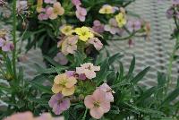  Erysimum Artist Gogh's Gold -- From Jaldety Plant Propagation Nurseries @ Pacific Plug & Liner, Spring Trials 2016: Erysimum 'Artist Gogh's Gold' featuring a palette of prolific, dainty pink to purple, to golden yellow flowers popping everywhere on short stems of dark green foliage.