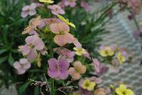  Erysimum Artist Gogh's Gold -- From Jaldety Plant Propagation Nurseries @ Pacific Plug & Liner, Spring Trials 2016: Erysimum 'Artist Gogh's Gold' featuring a palette of prolific, dainty pink to purple, to golden yellow flowers popping everywhere on short stems of dark green foliage.