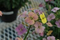  Erysimum Artist Gogh's Gold -- From Jaldety Plant Propagation Nurseries @ Pacific Plug & Liner, Spring Trials 2016: Erysimum 'Artist Gogh's Gold' featuring a palette of prolific, dainty pink to purple, to golden yellow flowers popping everywhere on short stems of dark green foliage.