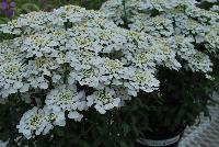  iberis hybrid Masterpiece -- From Jaldety Plant Propagation Nurseries @ Pacific Plug & Liner, Spring Trials 2016: Iberis 'Masterpiece' featuring stunning bright white flower clusters with small yellow centers sitting atop medium height stems of dark green foliage.  Great for containers or larger pots.  PP22280/EU33864.