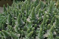  Orostachys iwarenga Chinese Hat -- As seen @ Jaldety Plant Propagation Nurseries @ Pacific Plug & Liner, Spring Trials 2016: Orostachys iwarenga 'Chinese Hat' featuring a succulent with a most intriguing form of concentric circles ever shrinking on top of each other across the entire container.