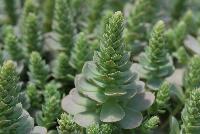  Orostachys iwarenga Chinese Hat -- As seen @ Jaldety Plant Propagation Nurseries @ Pacific Plug & Liner, Spring Trials 2016: Orostachys iwarenga 'Chinese Hat' featuring a succulent with a most intriguing form of concentric circles ever shrinking on top of each other across the entire container.